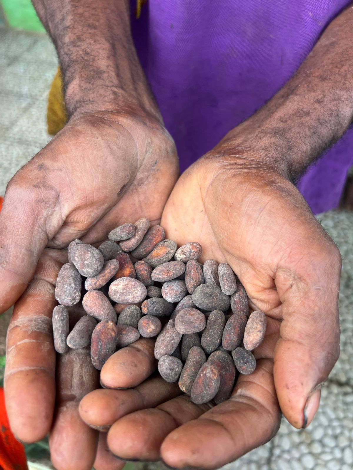 Hands holding cocoa beans, from Hulu’s original field photograph