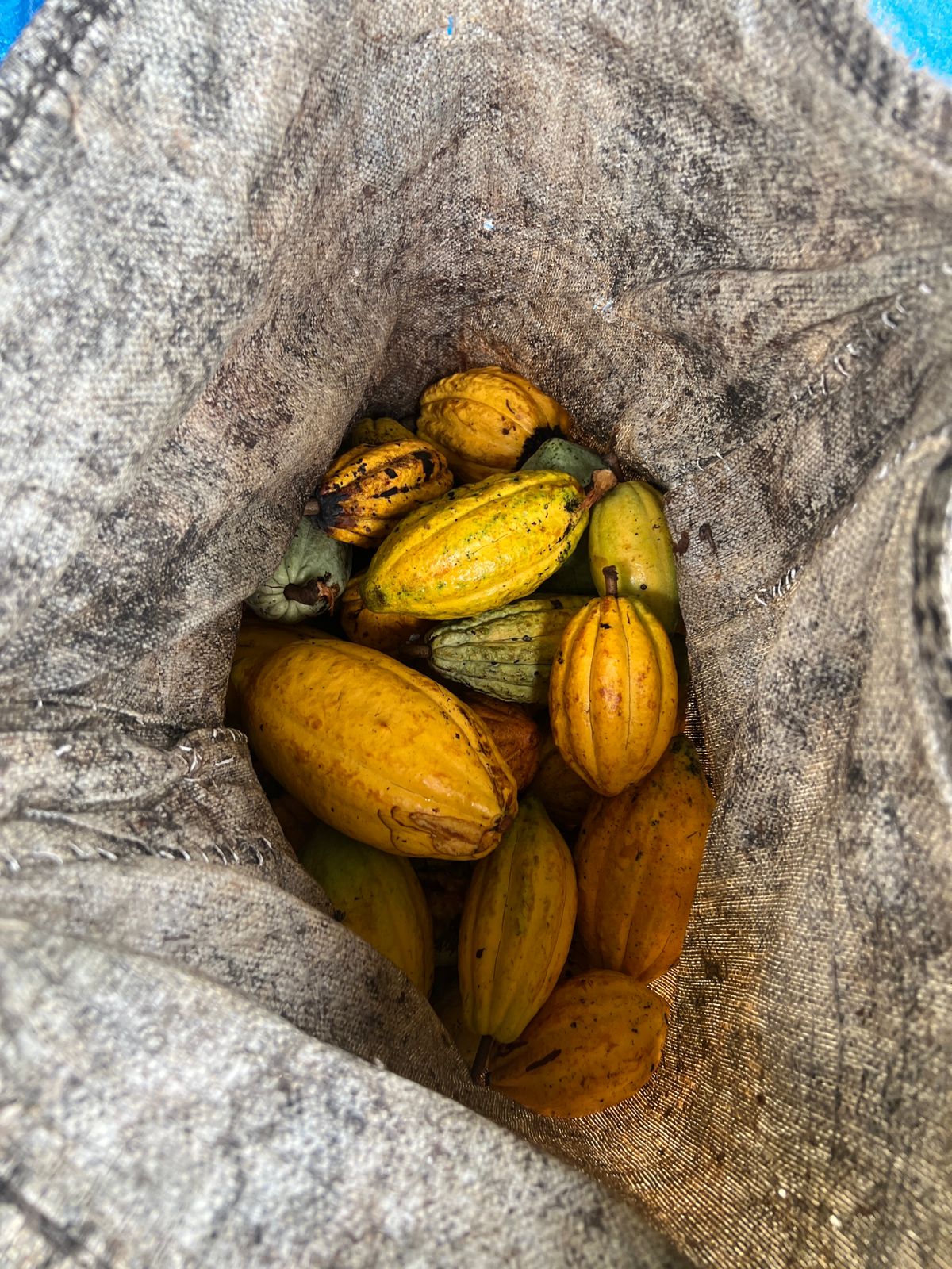 Harvested yellow cocoa pods in Hulu’s field documentation
