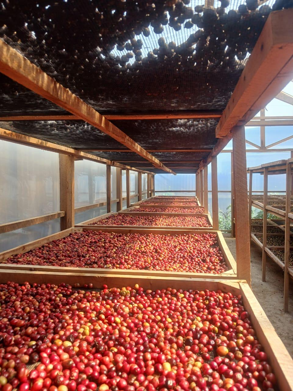 Coffee cherries drying on raised racks in partner documentation
