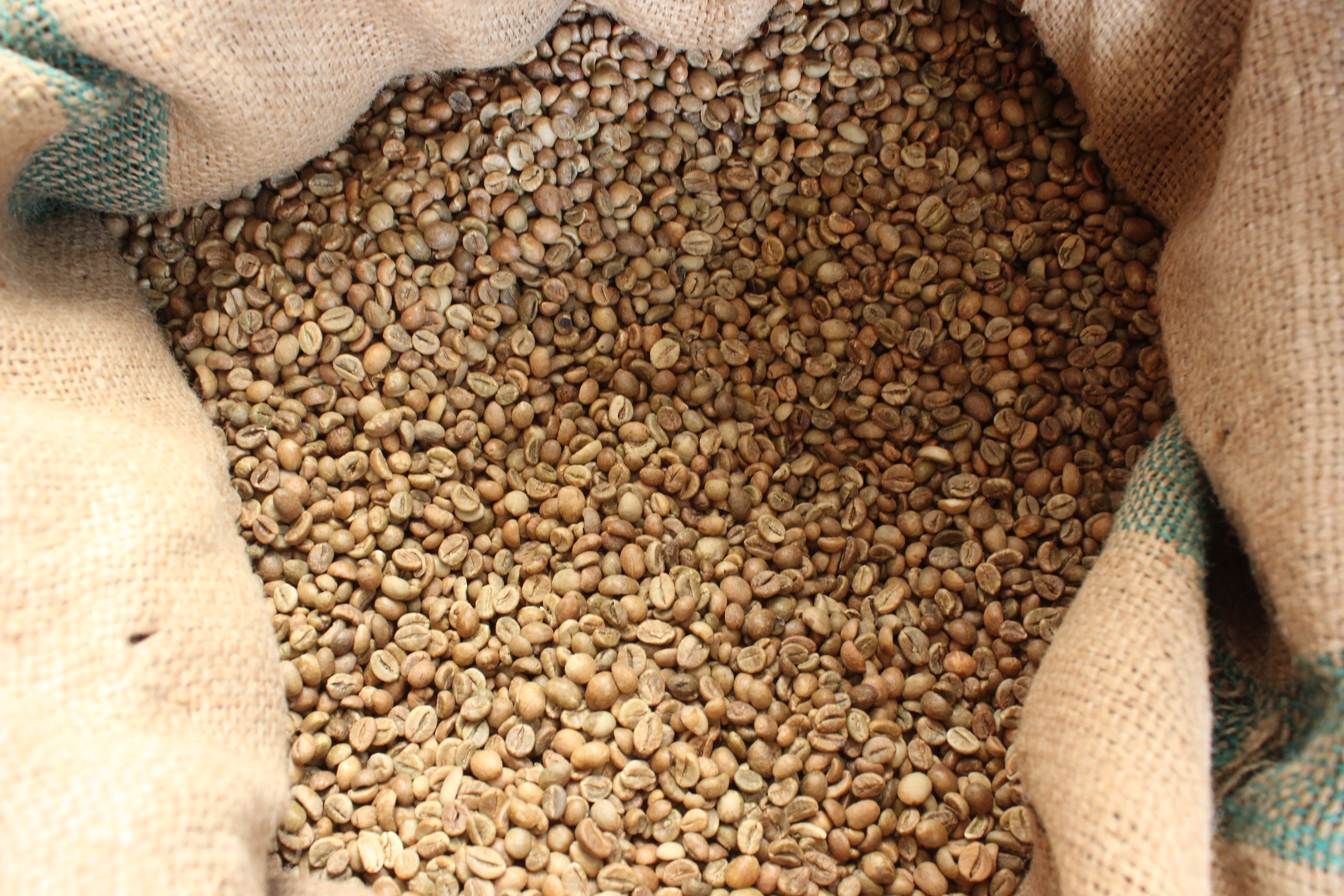 Green coffee beans in a sack