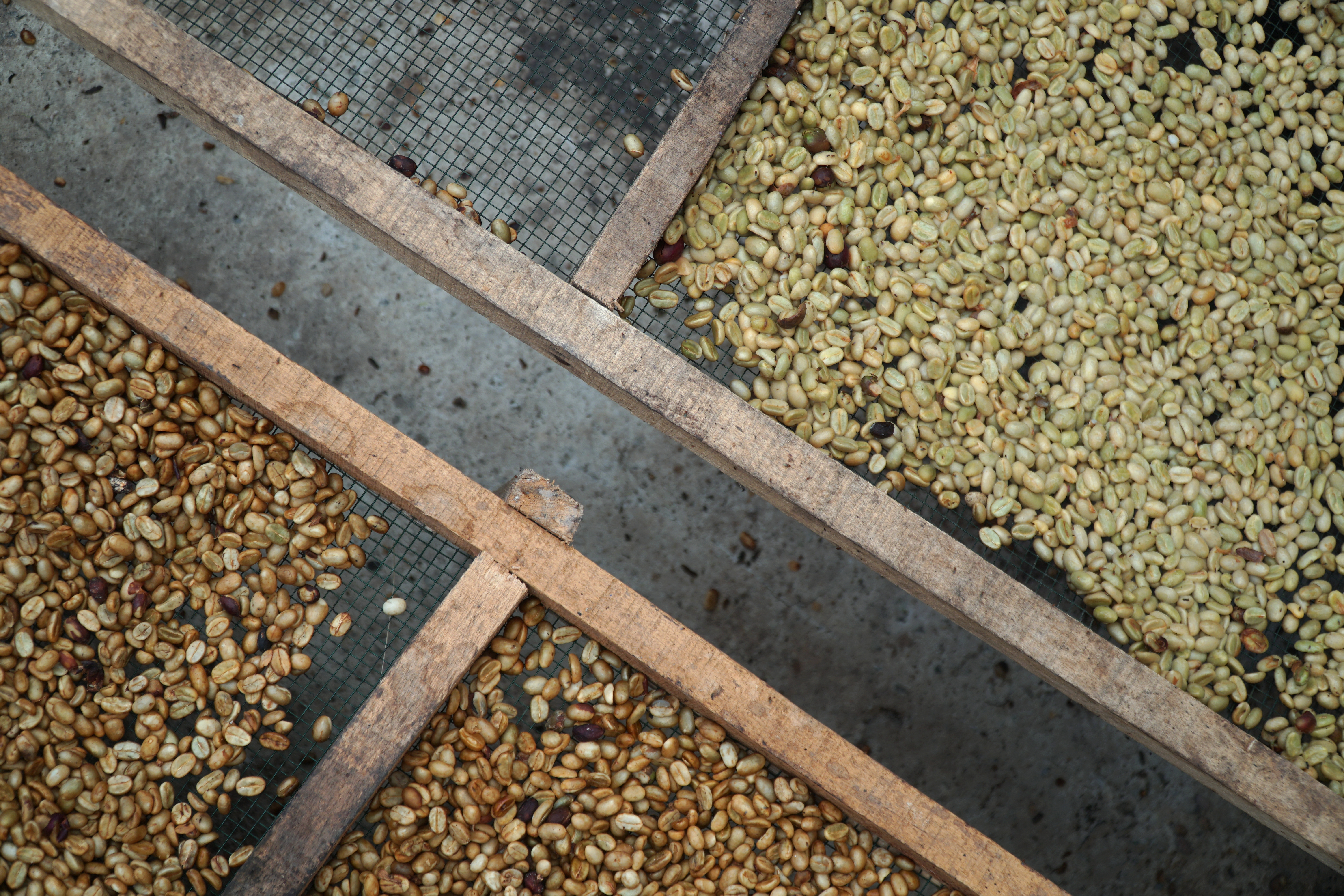 Green coffee beans spread across drying trays