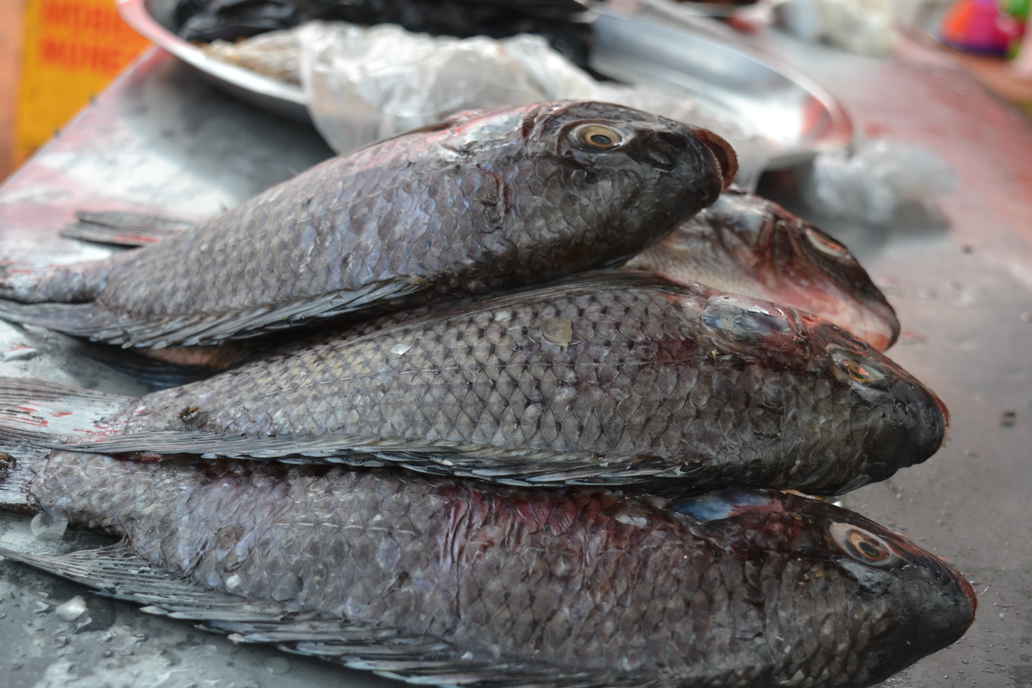 Whole tilapia fish — illustrative product photograph